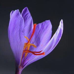 Saffron Crocus flower